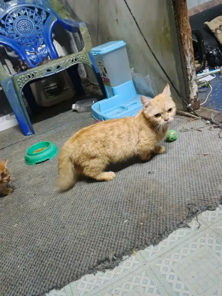 Kucing muchkin manja