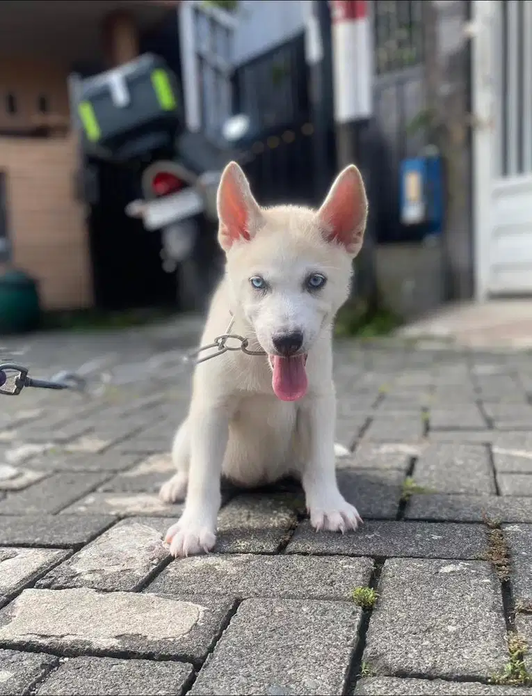 Siberian Husky Betina Blue eyes 2bln