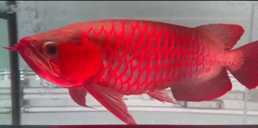 Arowana Super Red Size 48-50cm