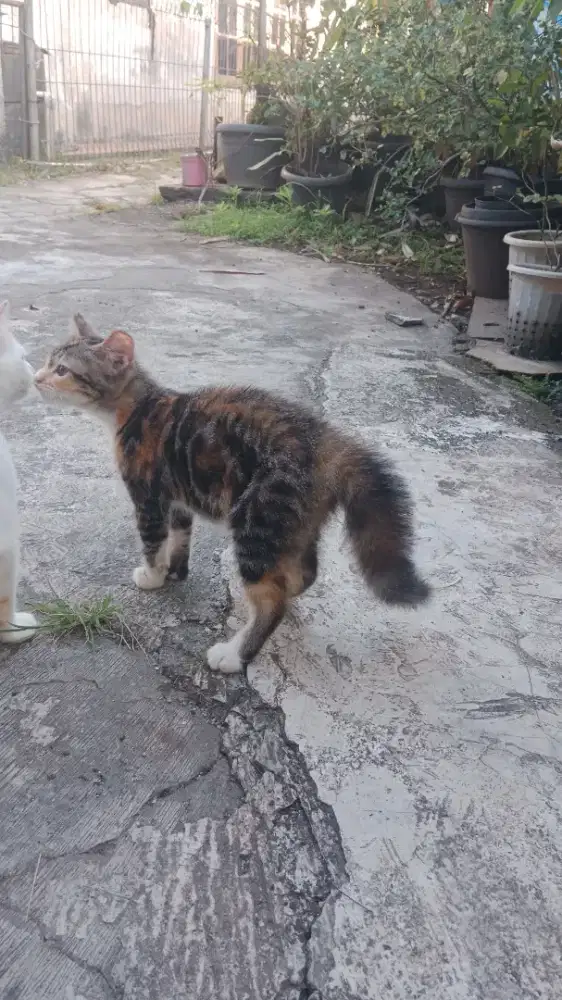 Open adop  persia mix domistik