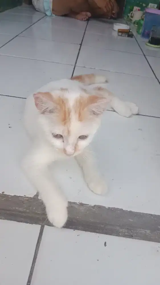 Open adop  persia mix domistik