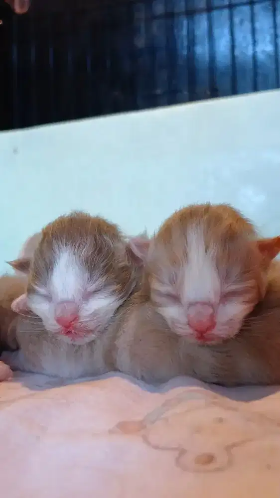 Open po ragdoll bluemink bicolor