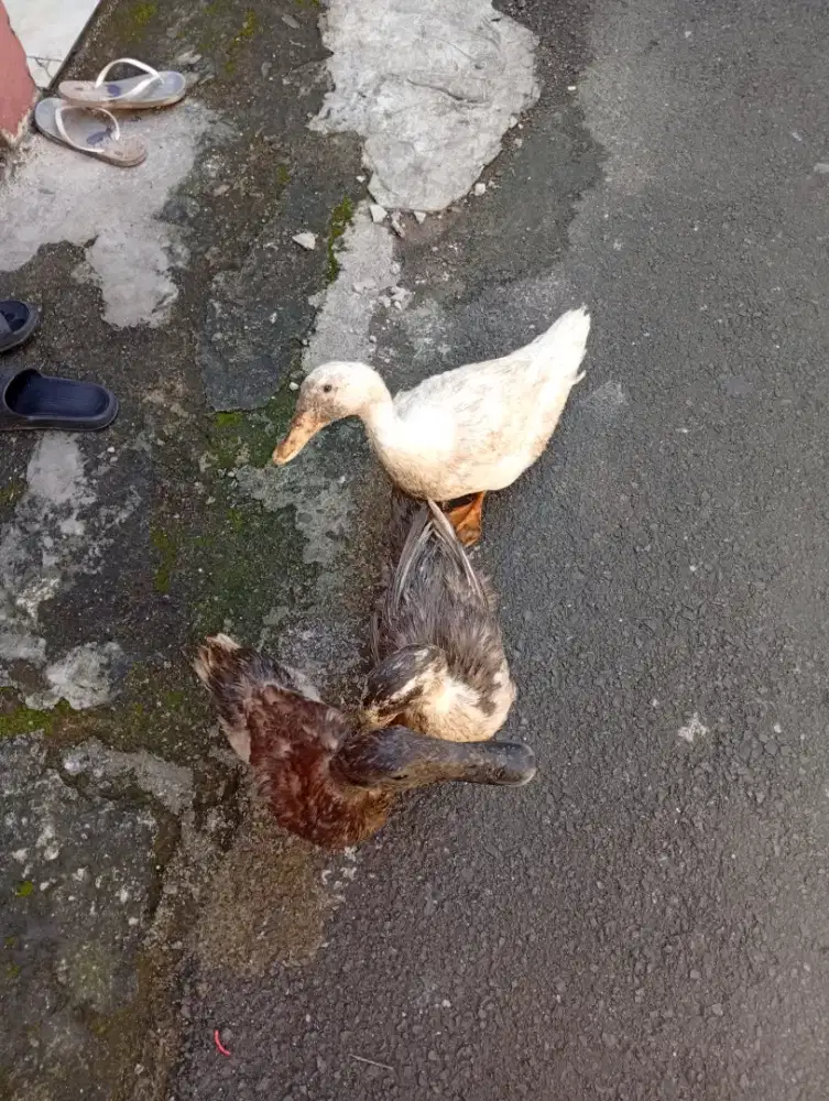 Bebek 2 jantan 1 betina