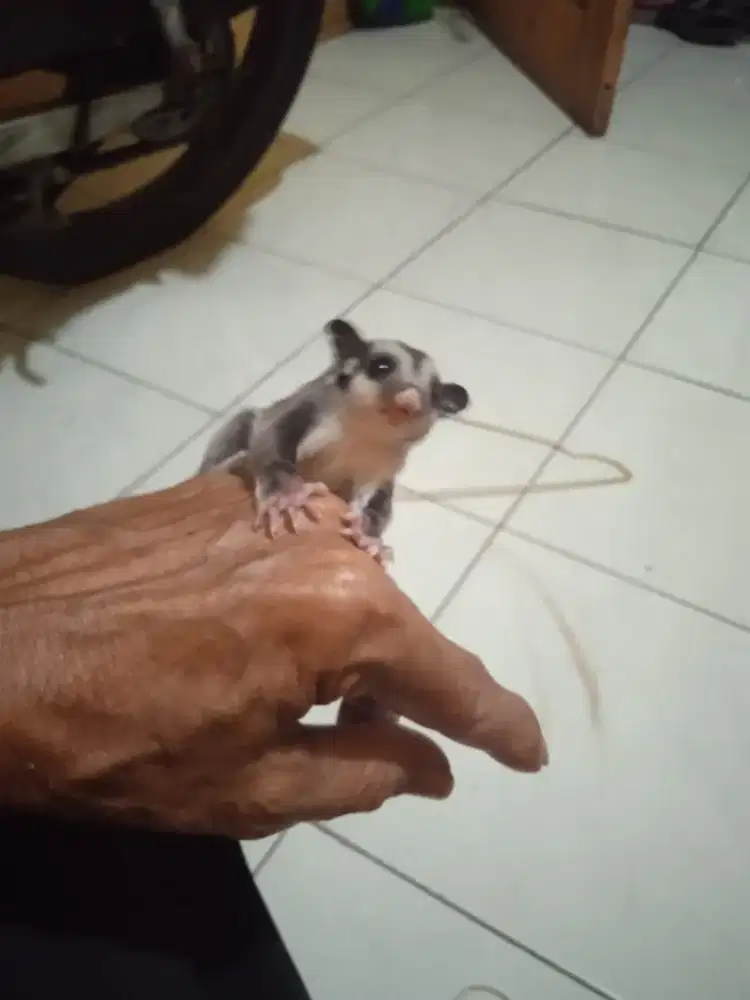 Lepas adopt Sugar Glider Joey Classic Greey ( CG)