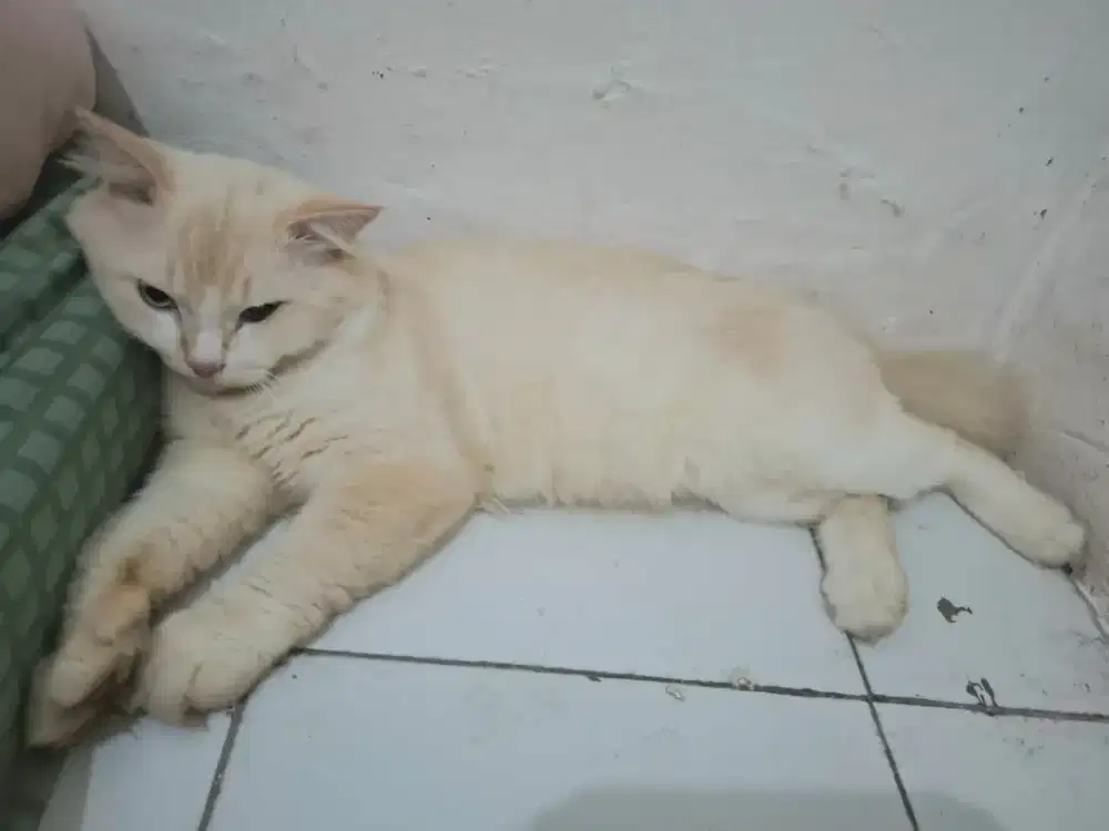 Jenis Persia big Bone 
warna putih
Pintar 
Lincah
Pakan RC