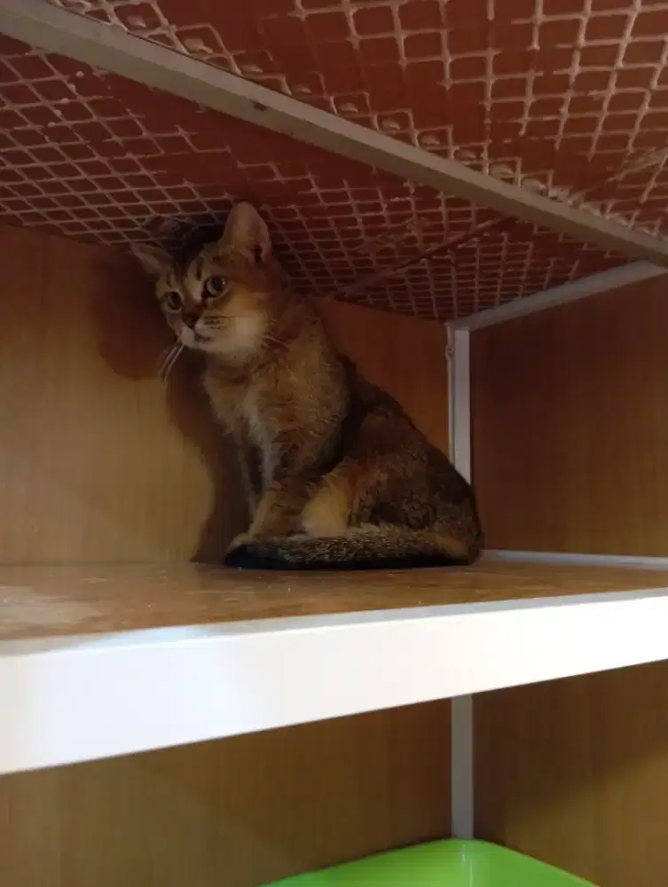 Kucing British Golden NY25 Betina