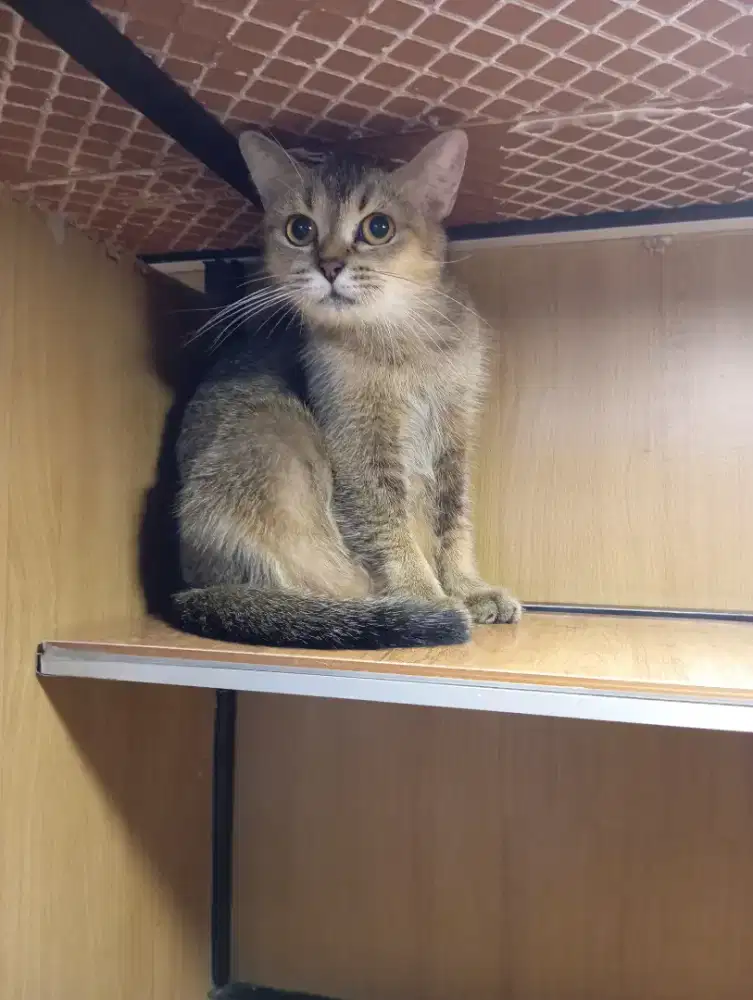 Kucing British Golden NY25 betina