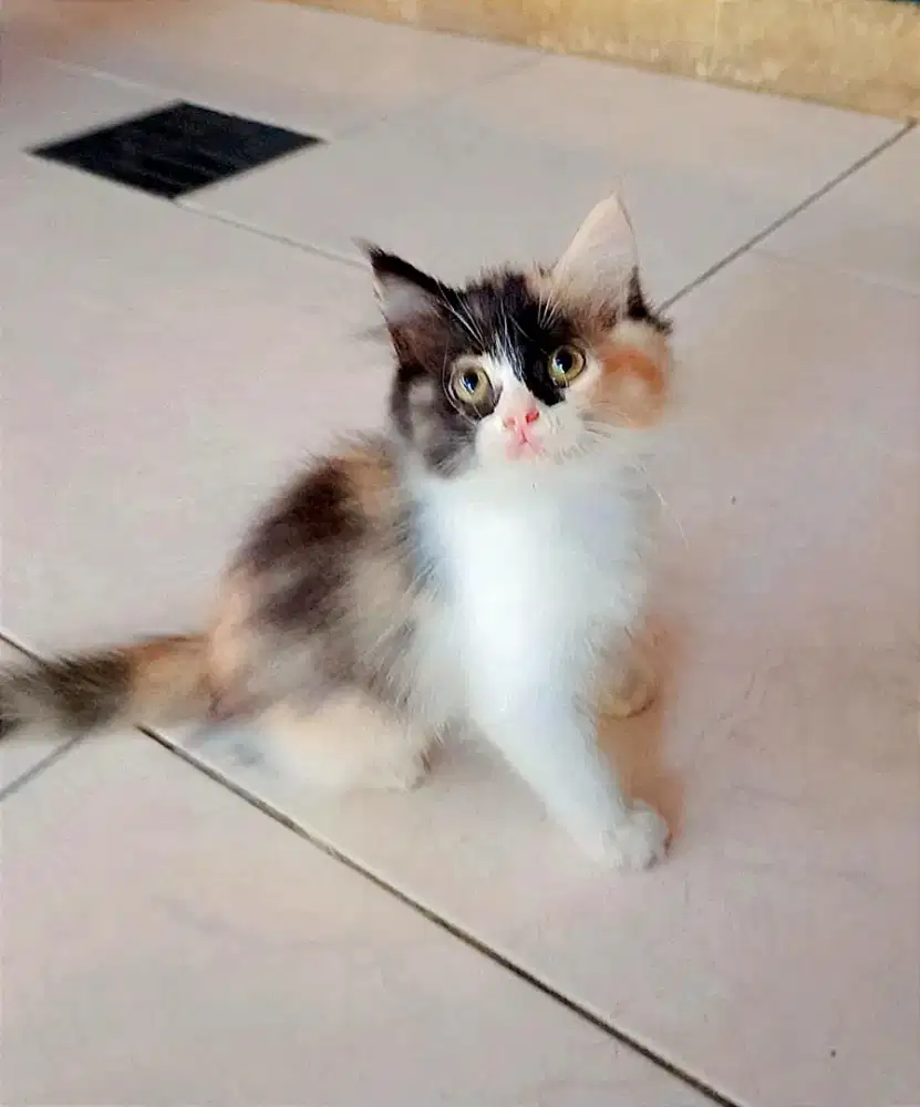 Persia Medium Calico
