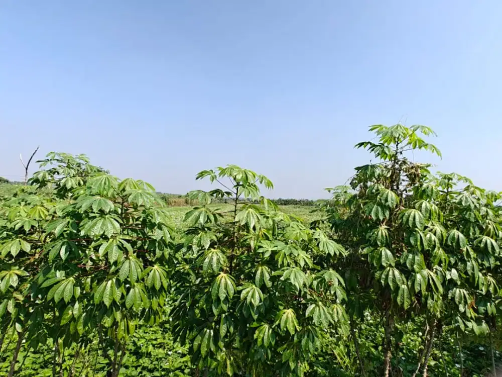 Pahlawan Driyorejo Gresik dekat De Naila