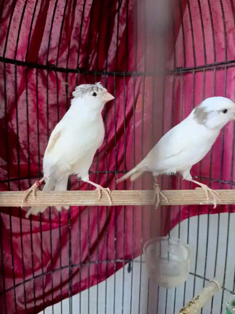 Kenari jambul/Gloster lokal