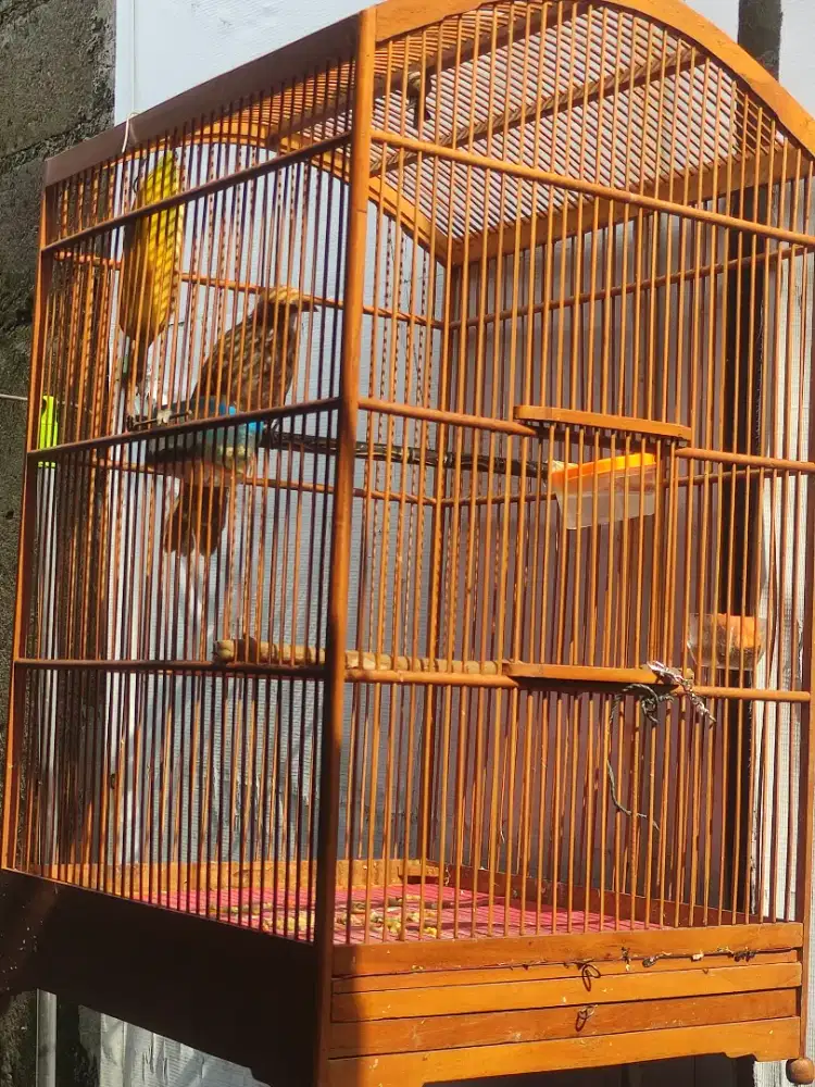 Cucak rowo usia mau 6bulan