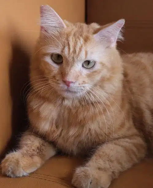 kucing oren persia 2 tahun lebih