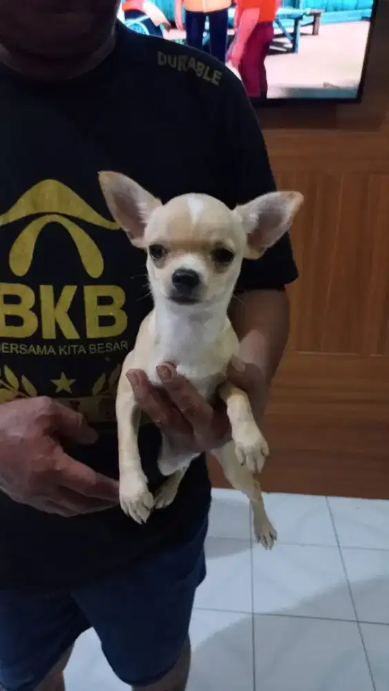Chihuahua betina