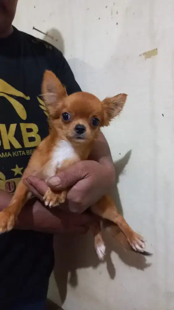 Chihuahua jantan