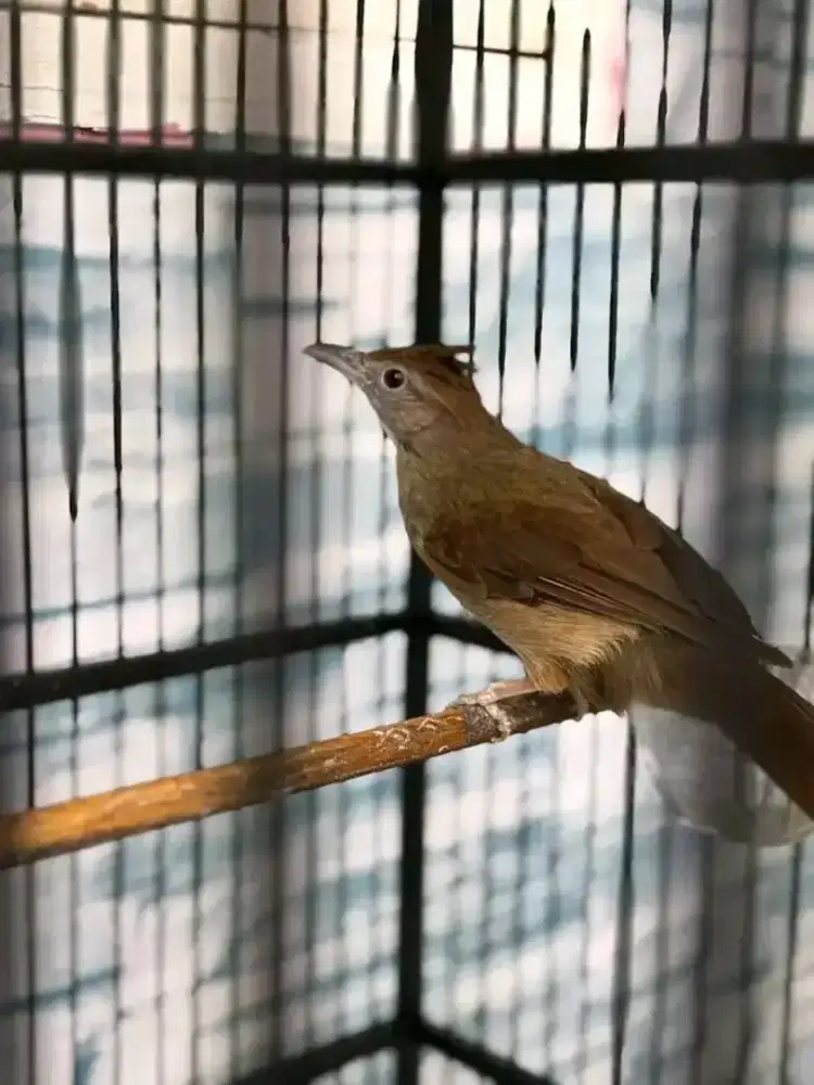 Kapas tembak mulus rawatan gacor