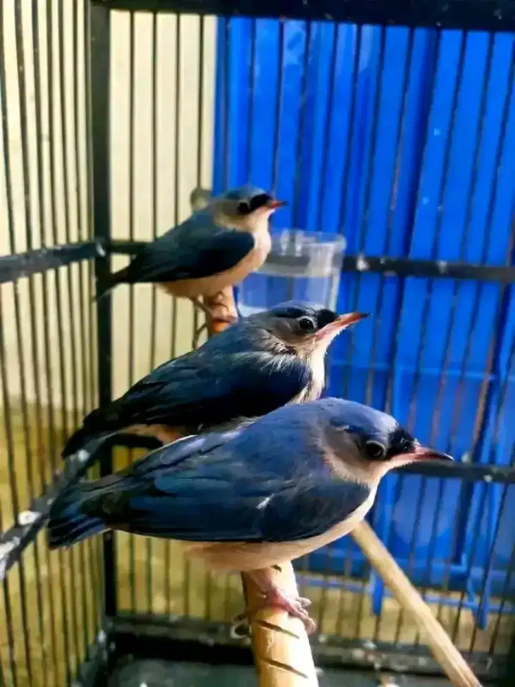 Anakan Rpm mandiri jinak