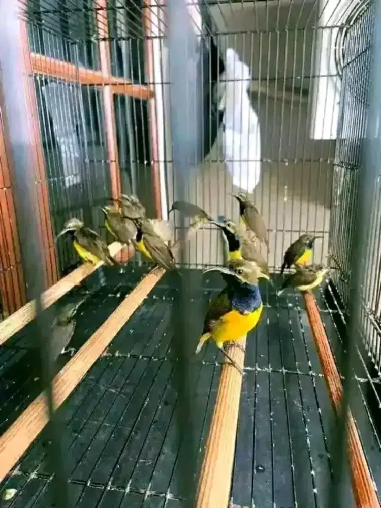 Burung ontong sulawesi mulus2