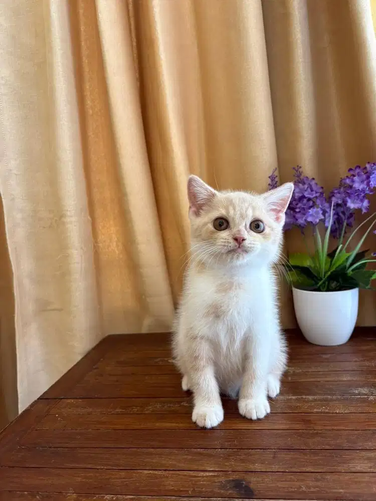 BSH Gemoy bico cream