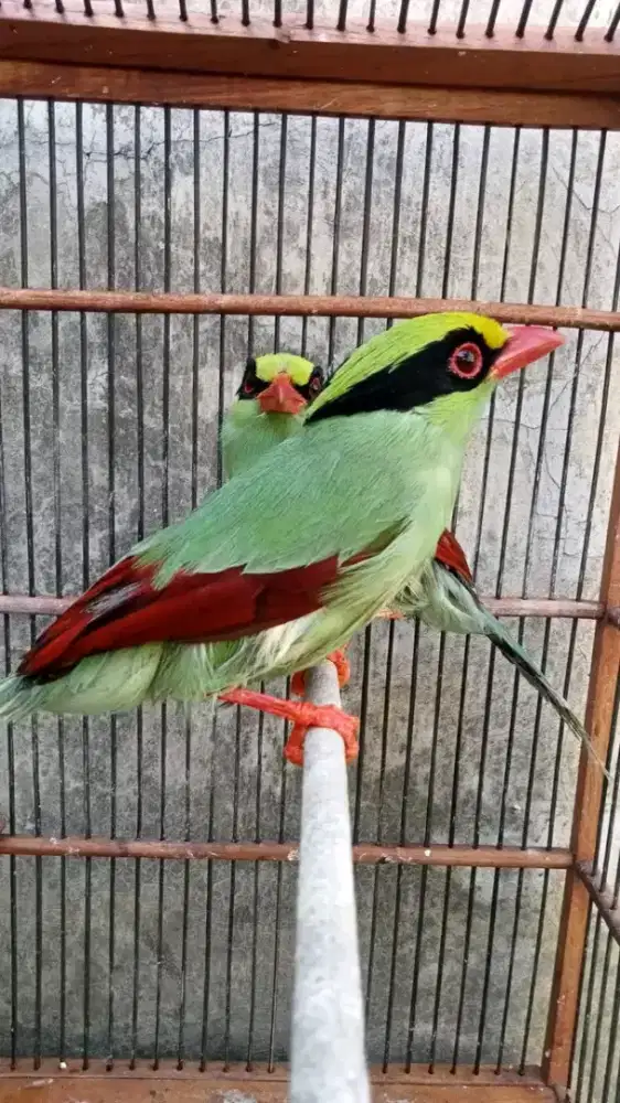 Burung jovin mh purtotal