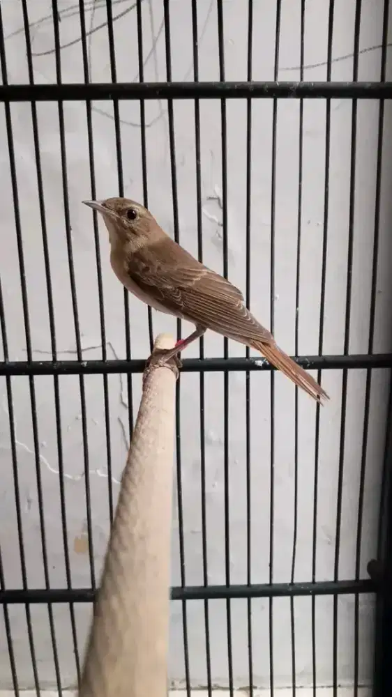 Burung sultan NightingaleCommon/SilatanLondo garansi Jantan purtotal