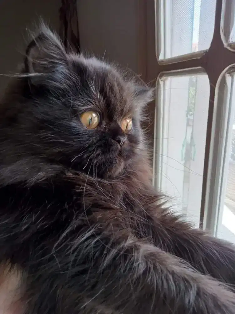 British long hair mix