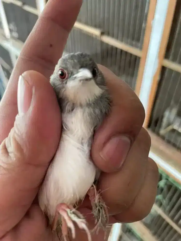 Ciblek cristal jantan purtotal