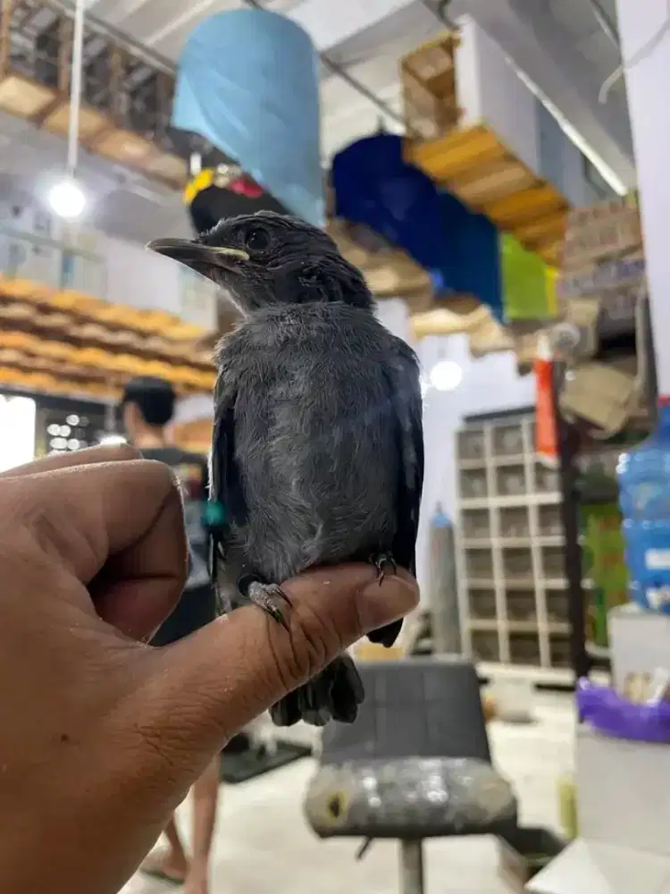 Paud srigunting abu mata putih mandiri jinak