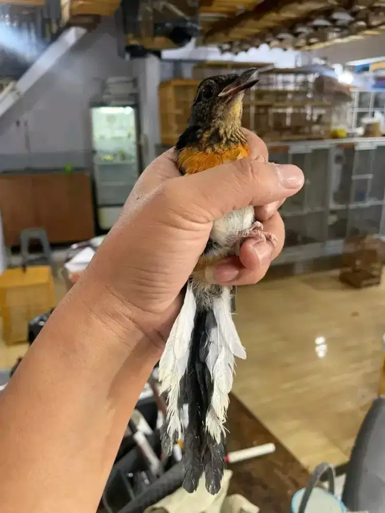 Trotol murai batu jantan garansi prospekan