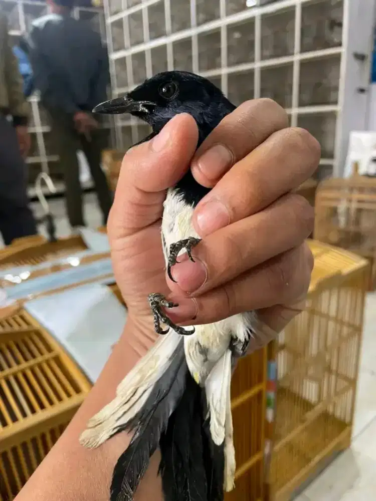 Kacer kalimantan purtotal