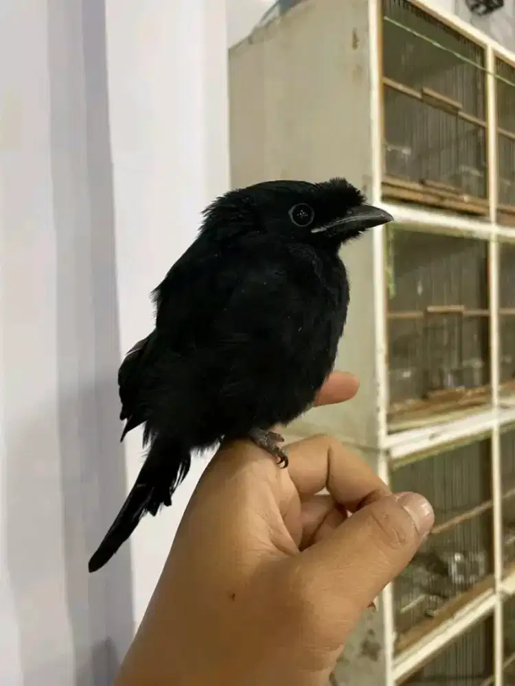 Anakan srigunting krantil mandiri jinak