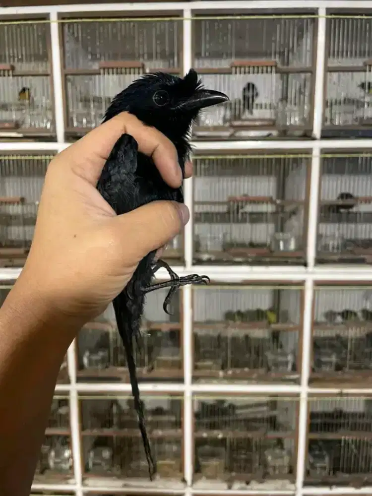 Srigunting krantil bukit purtotal