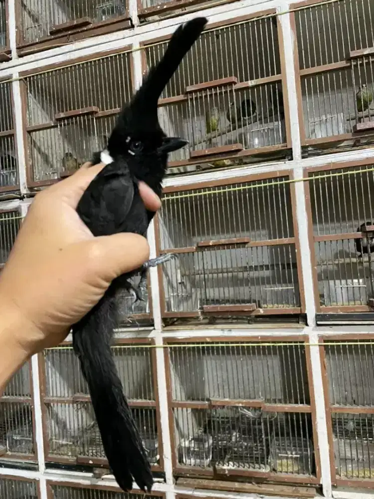 Si hitam rajanya masteran purtotal