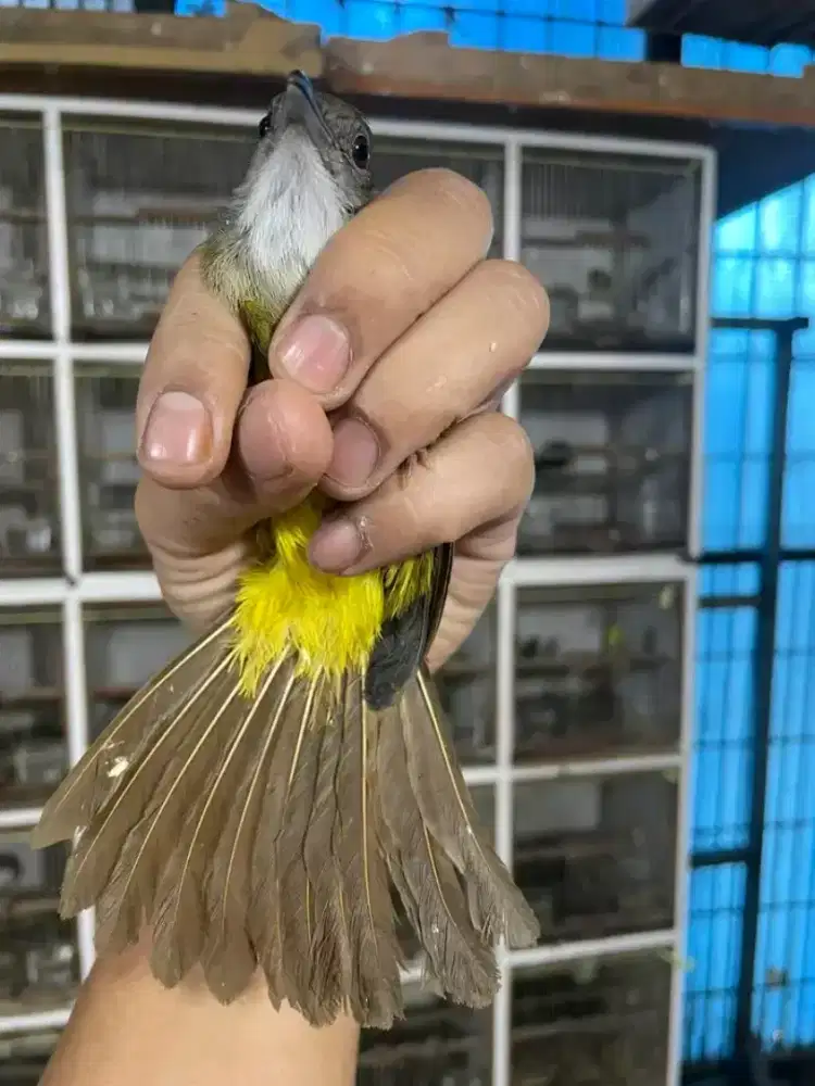 Cucak jenggot jawa barat mulus