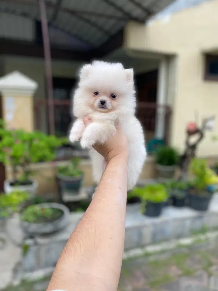 Supermini pom jantan