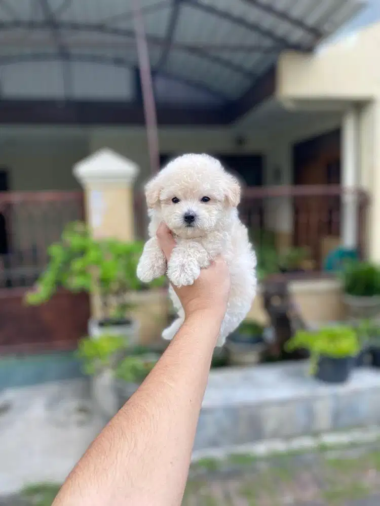 Tiny poodle betina