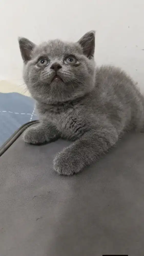 Lepas ADOP BSH kitten NEGO