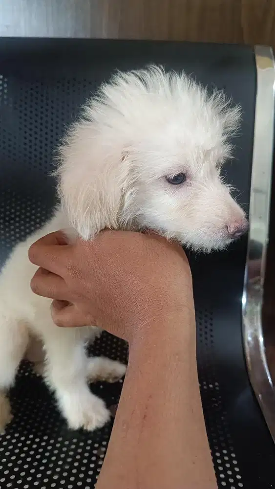 Dijual anjing mix dog