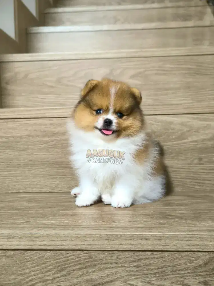 Super Minipom Beaeface