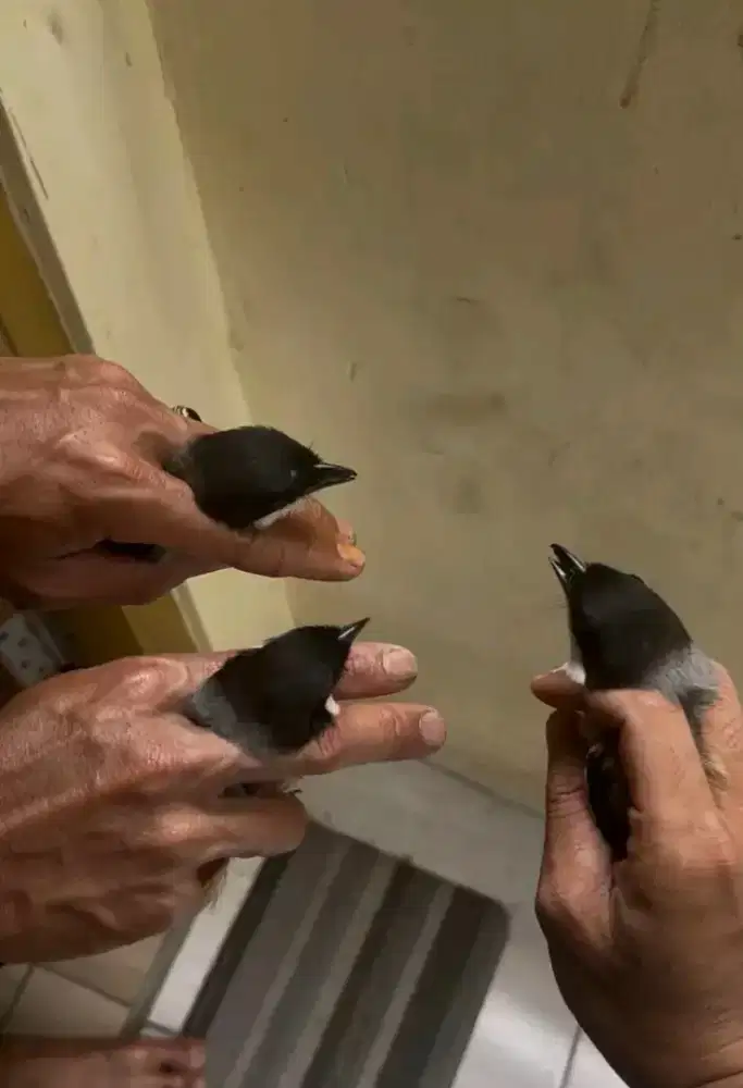 Cendet blangkon MH purtotal