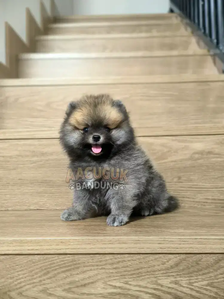 Super Minipom Bearface