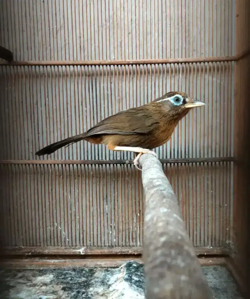 Wambie MH garansi jantan purtotal