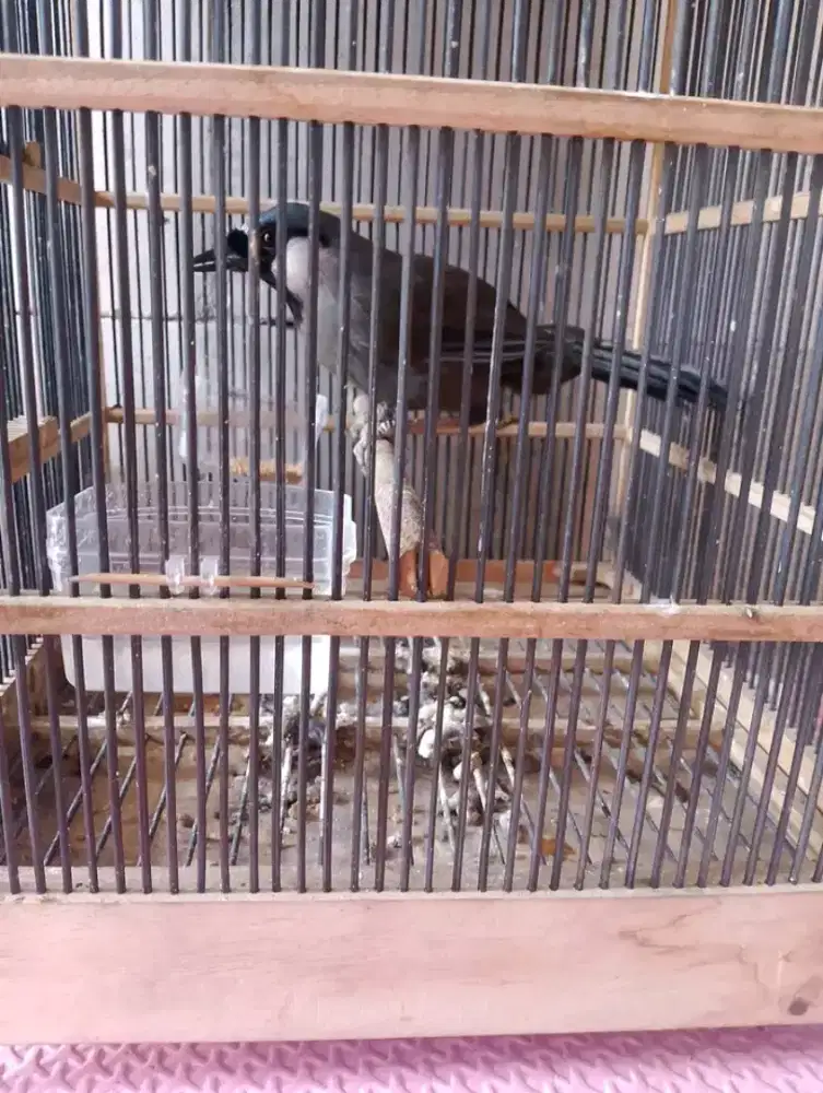 Poksay hongkong MH garansi jantan purtotal