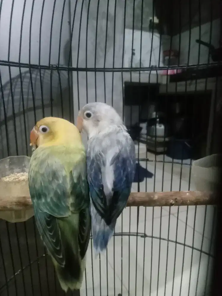 Burung lovebird biola euwing vio / pf x bio pb euwing vio/pf