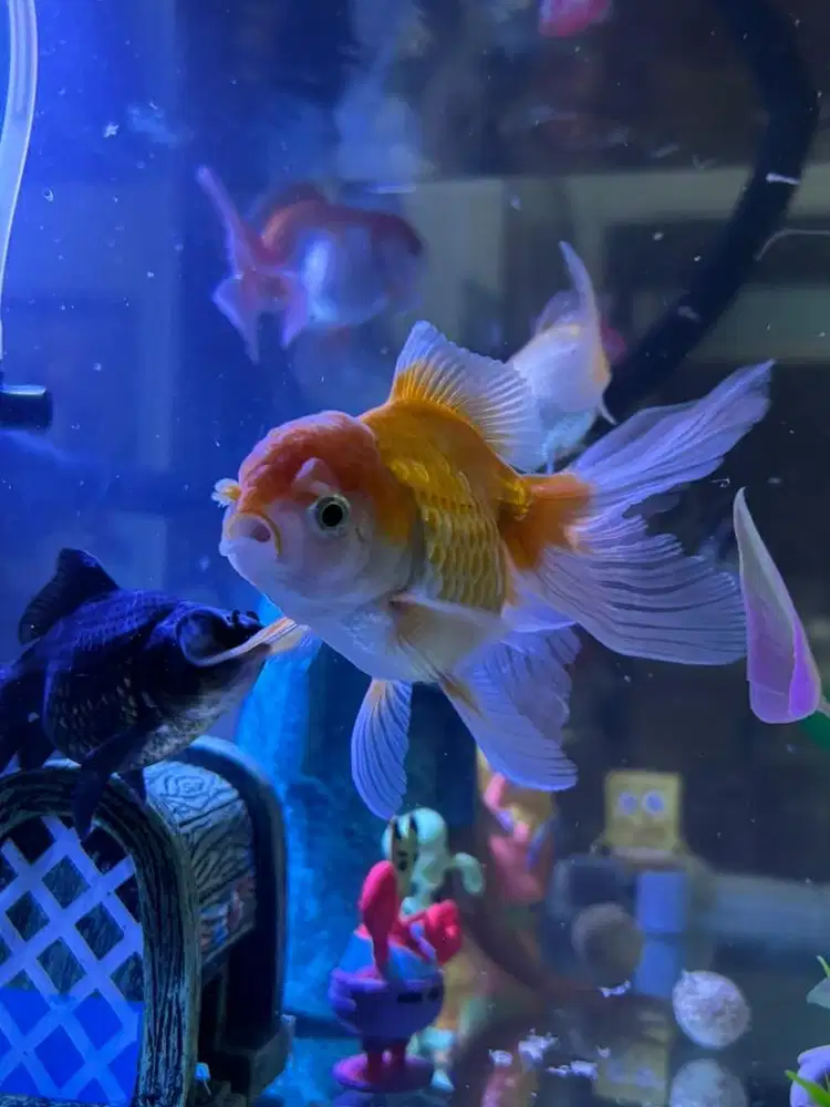 Ikan Koki Oranda Jumbo 11-13cm