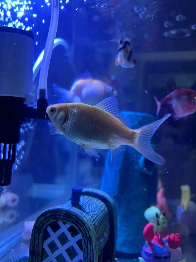 Ikan Komet Sehat Lincah