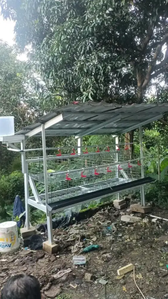 Kandang ayam fullset