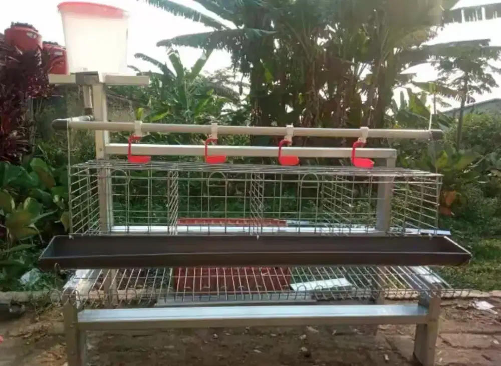 Kandang ayam petelur kapasitas 8 ekor