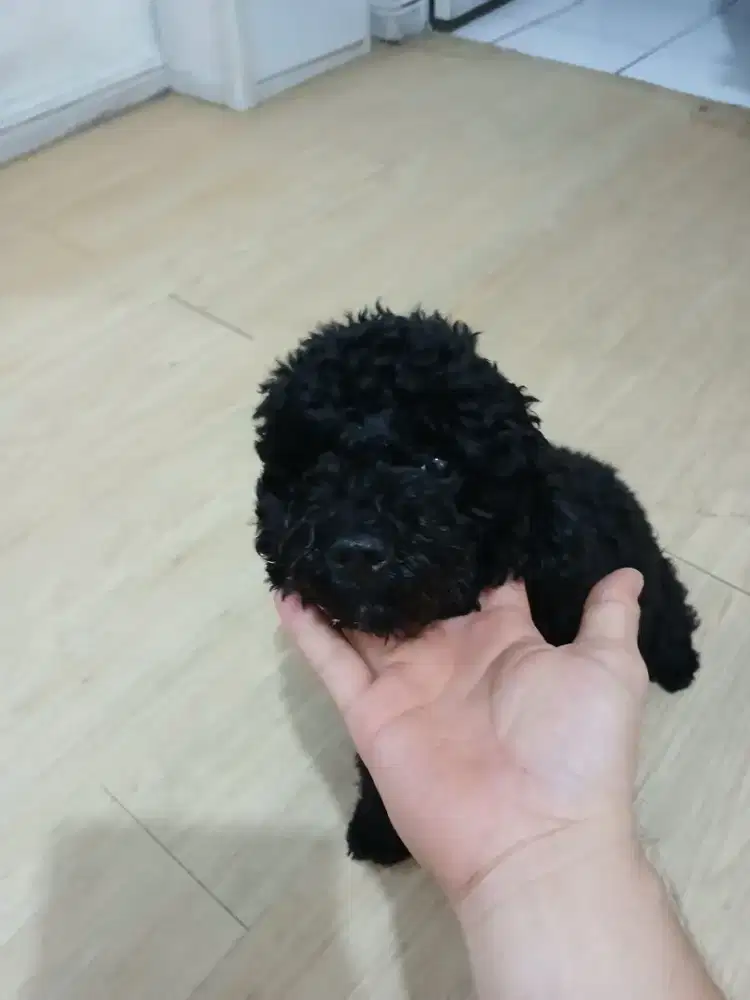 Anjing podle pure asli