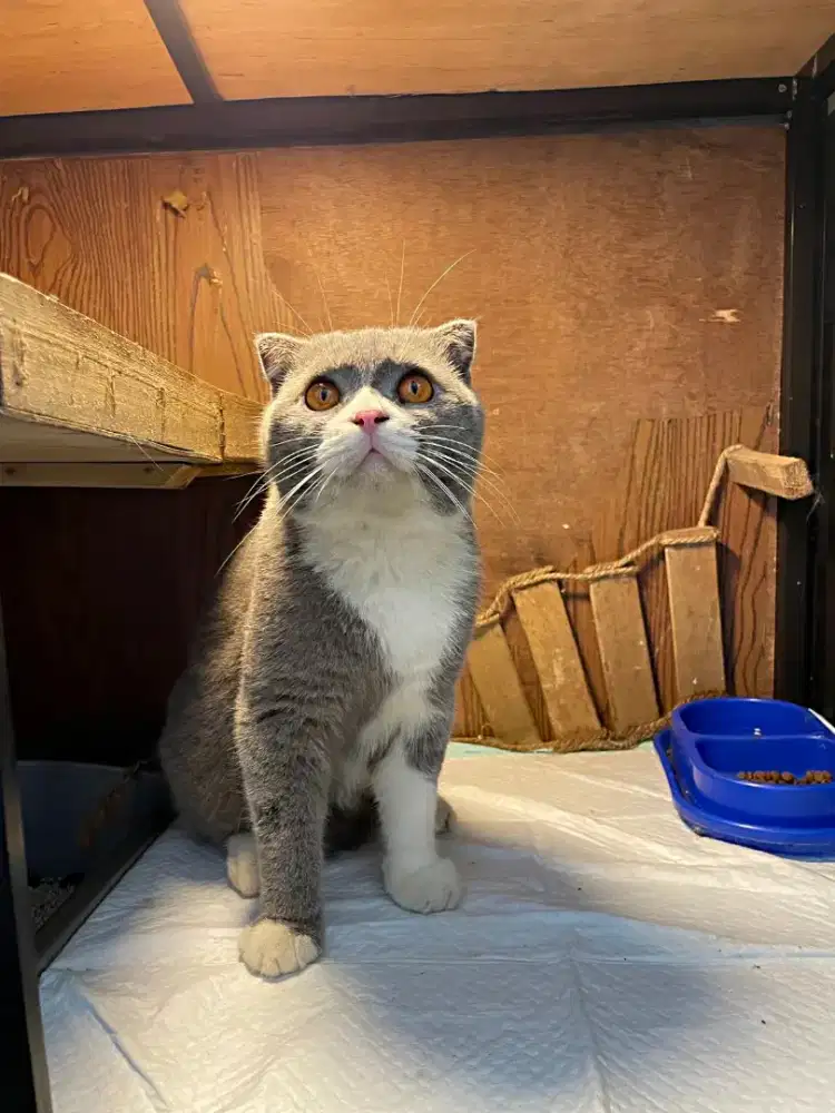 Jasa pacak scotish fold x bsh