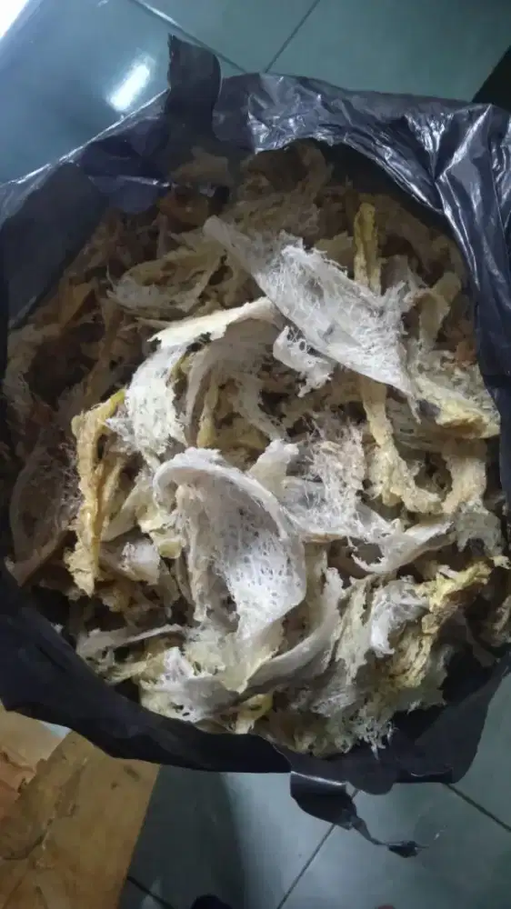 Sarang walet stok ini aja